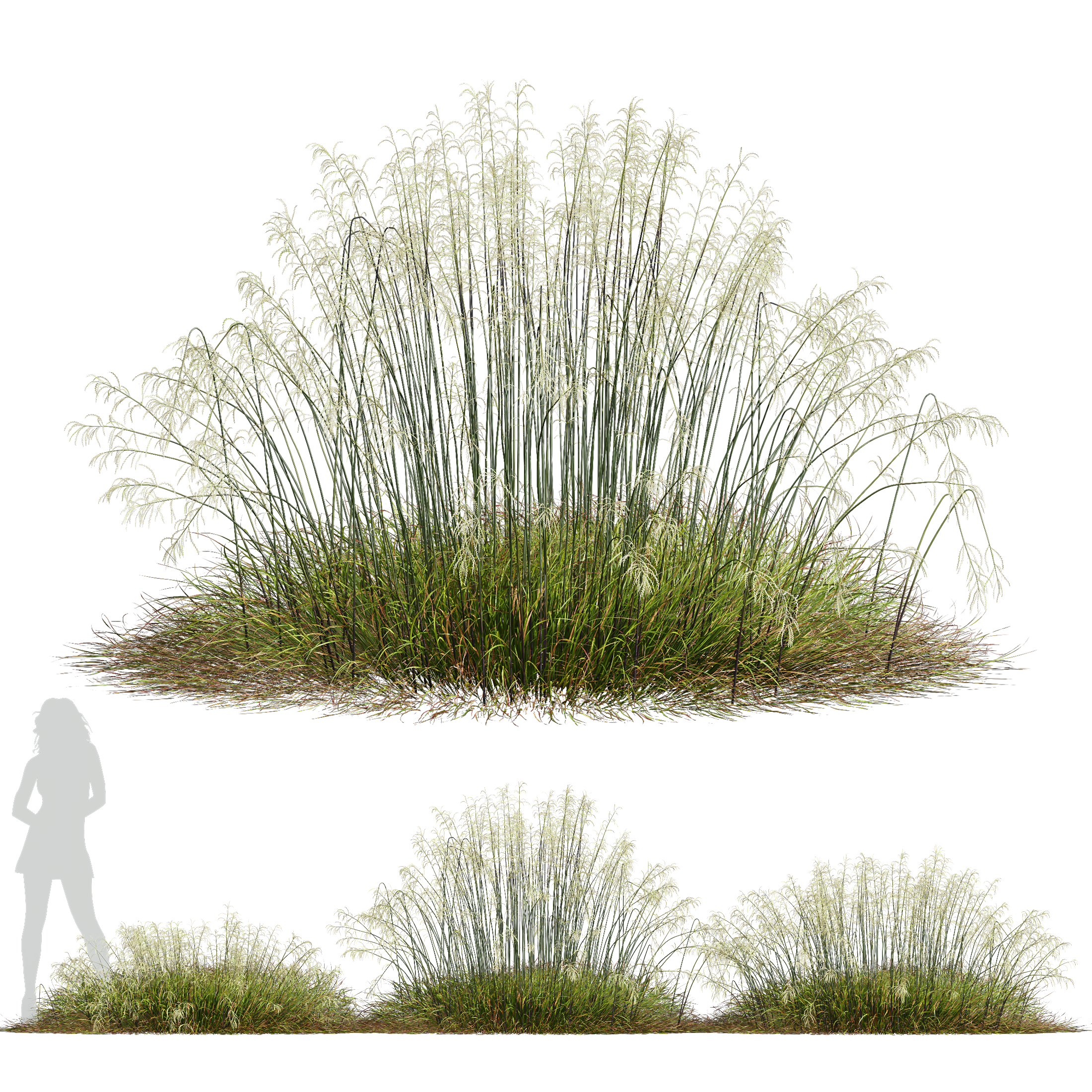 HQ Plants Stipa arundinacea Sweet Grass Wide